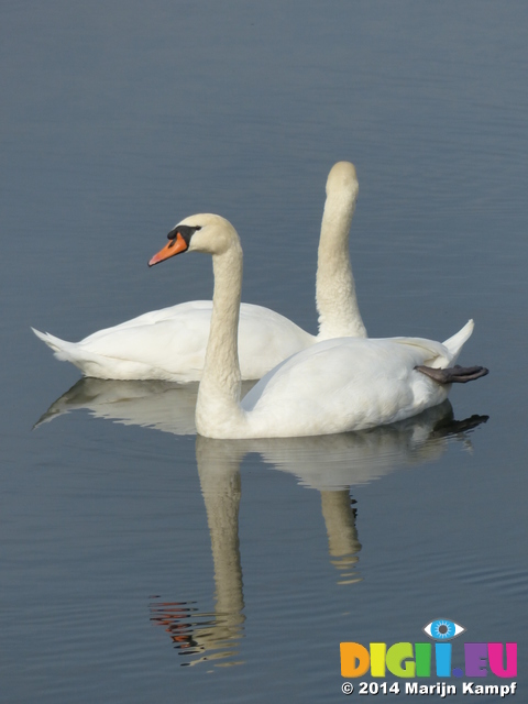 FZ008951 Mute Swans in Ogmore river